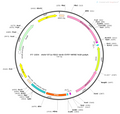 AAV-EF1α-fDIO-Arch-EYFP AAV Vector – Optogenetic actuator (opsin) – Constitutive – EF1α promoter – EYFP reporter – for Optogenetics – BHV12400829