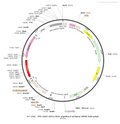 AAV-nEF1a-fDIO-eNpHR3.0-mCherry AAV Vector – Optogenetic actuator (opsin) – Constitutive – nEF1a promoter – mCherry reporter – for Optogenetics – BHV12400831