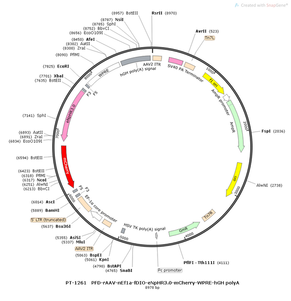 AAV-nEF1a-fDIO-eNpHR3.0-mCherry AAV Vector – Optogenetic actuator (opsin) – Constitutive – nEF1a promoter – mCherry reporter – for Optogenetics – BHV12400831