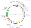 AAV-hSyn-Chronos-EGFP AAV Vector – Optogenetic actuator (opsin) – Constitutive – hSyn promoter – EGFP reporter – for Optogenetics – BHV12400833