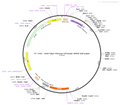 AAV-hSyn-Chronos-tdTomato AAV Vector – Optogenetic actuator (opsin) – Constitutive – hSyn promoter – tdTomato reporter – for Optogenetics – BHV12400834
