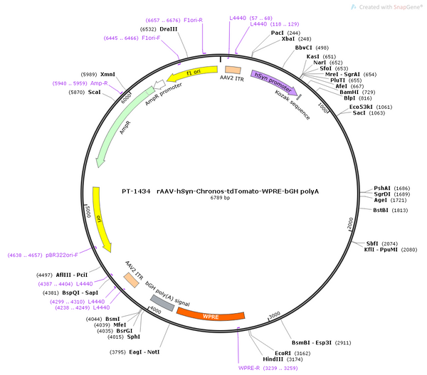 AAV-hSyn-Chronos-tdTomato AAV Vector – Optogenetic actuator (opsin) – Constitutive – hSyn promoter – tdTomato reporter – for Optogenetics – BHV12400834