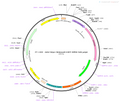 AAV-hSyn-ChrimsonR-EGFP AAV Vector – Optogenetic actuator (opsin) – Constitutive – hSyn promoter – EGFP reporter – for Optogenetics – BHV12400835