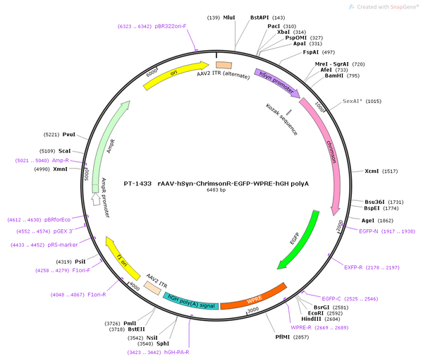 AAV-hSyn-ChrimsonR-EGFP AAV Vector – Optogenetic actuator (opsin) – Constitutive – hSyn promoter – EGFP reporter – for Optogenetics – BHV12400835
