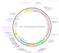 AAV-CaMKIIa-C1V1-EGFP AAV Vector – Optogenetic actuator (opsin) – Constitutive – CaMKIIa promoter – EGFP reporter – for Optogenetics – BHV12400837