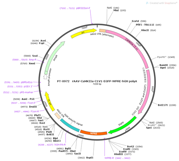 AAV-CaMKIIa-C1V1-EGFP AAV Vector – Optogenetic actuator (opsin) – Constitutive – CaMKIIa promoter – EGFP reporter – for Optogenetics – BHV12400837