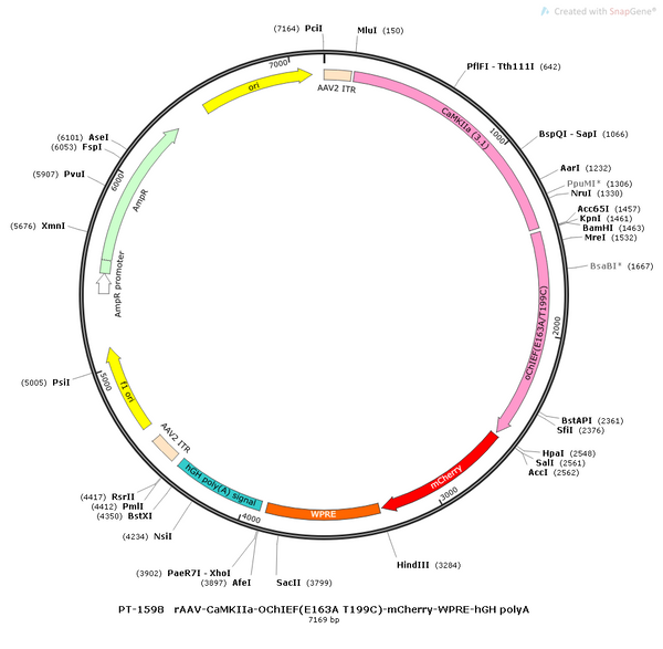 AAV-CaMKIIa-OChIEF(E163A/T199C)-mCherry AAV Vector – Optogenetic actuator (opsin) – Constitutive – CaMKIIa promoter – mCherry reporter – for Optogenetics – BHV12400838