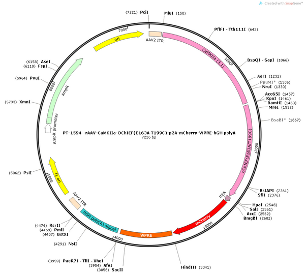 AAV-CaMKIIa-OChIEF(E163A/T199C)-mCherry AAV Vector – Optogenetic actuator (opsin) – Constitutive – CaMKIIa promoter – mCherry reporter – for Optogenetics – BHV12400839