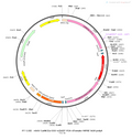 AAV-CaMKIIa-DIO-oChIEF-tdTomato AAV Vector – Optogenetic actuator (opsin) – Cre-dependent – CaMKIIa promoter – tdTomato reporter – for Optogenetics – BHV12400840