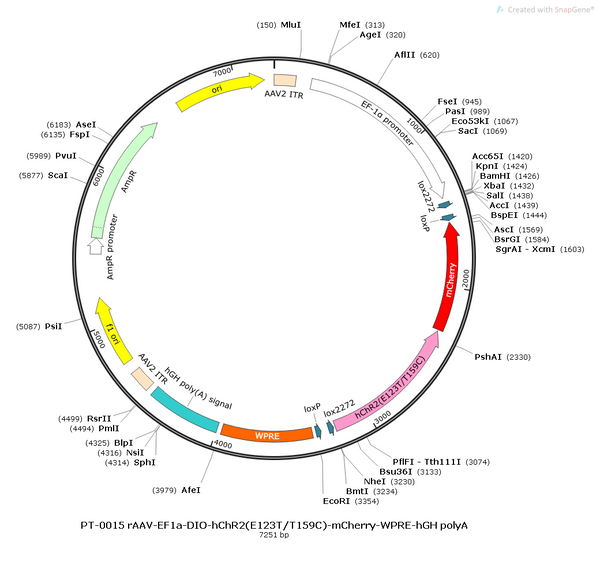 AAV-EF1α-DIO-hChR2(E123T/T159C)-mCherry AAV Vector – Optogenetic actuator (opsin) – Cre-dependent – EF1α promoter – mCherry reporter – for Optogenetics – BHV12400841
