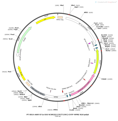 AAV-EF1α-DIO-hChR2(E123T/T159C)-EYFP AAV Vector – Optogenetic actuator (opsin) – Cre-dependent – EF1α promoter – EYFP reporter – for Optogenetics – BHV12400842