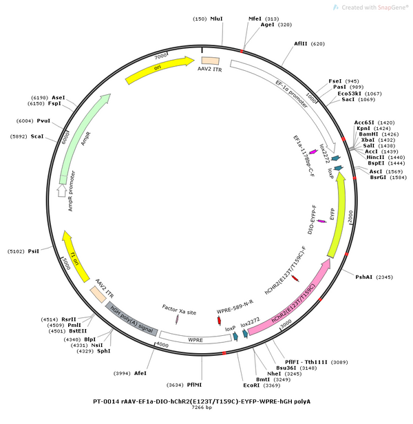 AAV-EF1α-DIO-hChR2(E123T/T159C)-EYFP AAV Vector – Optogenetic actuator (opsin) – Cre-dependent – EF1α promoter – EYFP reporter – for Optogenetics – BHV12400842