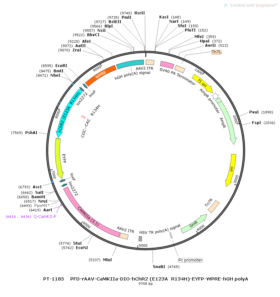 Cre-Dependent AAV CaMKIIa DIO ChETA(E123A/R134H)-EYFP – BioHippo