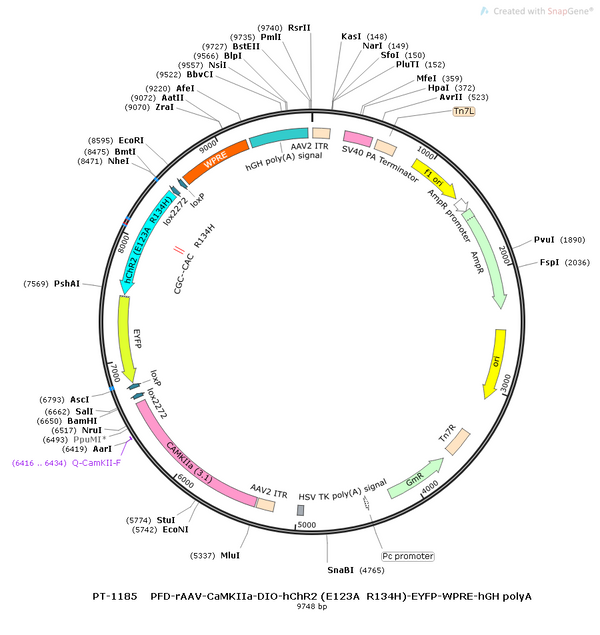 AAV-CaMKIIa-DIO-ChETA(E123A/R134H)-EYFP AAV Vector – Optogenetic actuator (opsin) – Cre-dependent – CaMKIIa promoter – EYFP reporter – for Optogenetics – BHV12400843