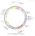 AAV-CAG-hChR2(H134R)-mCherry AAV Vector – Optogenetic actuator (opsin) – Constitutive – CAG promoter – mCherry reporter – for Optogenetics – BHV12400851