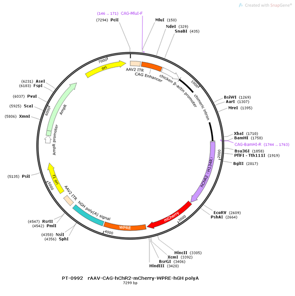 AAV-CAG-hChR2(H134R)-mCherry AAV Vector – Optogenetic actuator (opsin) – Constitutive – CAG promoter – mCherry reporter – for Optogenetics – BHV12400851