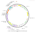 AAV-hSyn-DIO-hChR2(H134R)-EYFP AAV Vector – Optogenetic actuator (opsin) – Cre-dependent – hSyn promoter – EYFP reporter – for Optogenetics – BHV12400852