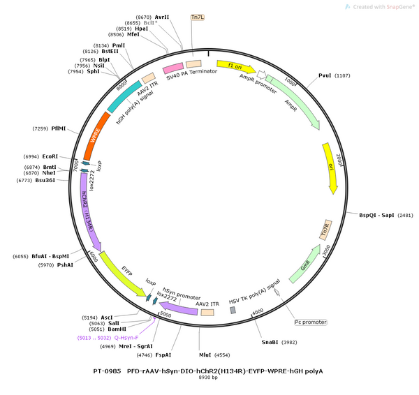 AAV-hSyn-DIO-hChR2(H134R)-EYFP AAV Vector – Optogenetic actuator (opsin) – Cre-dependent – hSyn promoter – EYFP reporter – for Optogenetics – BHV12400852