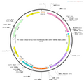 AAV-EF1α-fDIO-hChR2(H134R)-EYFP AAV Vector – Optogenetic actuator (opsin) – Constitutive – EF1α promoter – EYFP reporter – for Optogenetics – BHV12400853