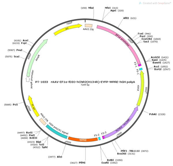AAV-EF1α-fDIO-hChR2(H134R)-EYFP AAV Vector – Optogenetic actuator (opsin) – Constitutive – EF1α promoter – EYFP reporter – for Optogenetics – BHV12400853
