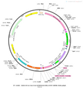 AAV-EF1α-Con/Fon-hChR2(H134R)-EYFP AAV Vector – Optogenetic actuator (opsin) – Intersectional (Cre & Flp) – EF1α promoter – EYFP reporter – for Optogenetics – BHV12400854