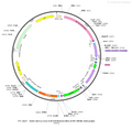 AAV-EF1α-Con/Foff-hChR2(H134R)-EYFP AAV Vector – Optogenetic actuator (opsin) – Intersectional (Cre & Flp) – EF1α promoter – EYFP reporter – for Optogenetics – BHV12400855