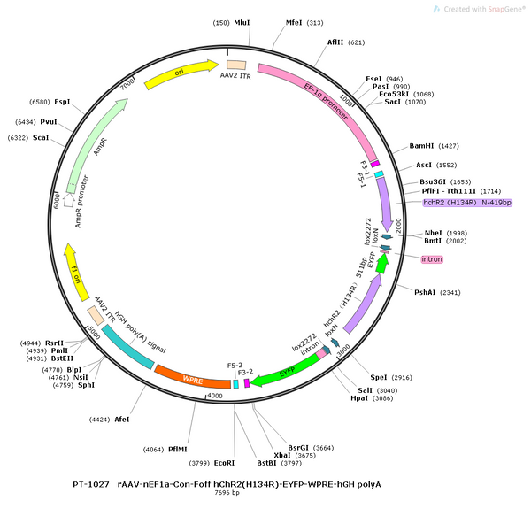 AAV-EF1α-Con/Foff-hChR2(H134R)-EYFP AAV Vector – Optogenetic actuator (opsin) – Intersectional (Cre & Flp) – EF1α promoter – EYFP reporter – for Optogenetics – BHV12400855