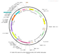 AAV-EF1α-DIO-hChR2(H134R)-EYFP AAV Vector – Optogenetic actuator (opsin) – Cre-dependent – EF1α promoter – EYFP reporter – for Optogenetics – BHV12400856