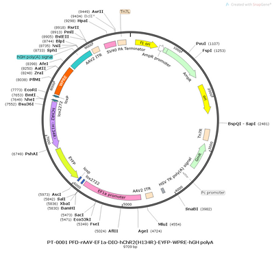 AAV-EF1α-DIO-hChR2(H134R)-EYFP AAV Vector – Optogenetic actuator (opsin) – Cre-dependent – EF1α promoter – EYFP reporter – for Optogenetics – BHV12400856