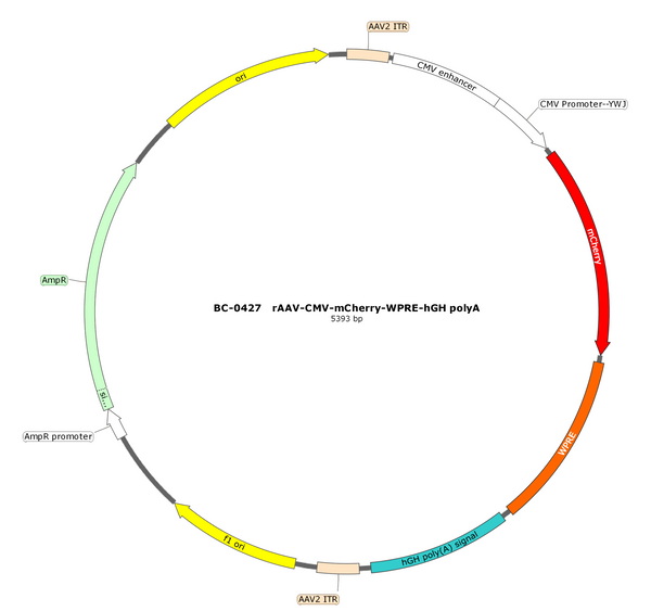 AAV-CMV-mCherry AAV Vector – Fluorescent reporter – Constitutive – CMV promoter – mCherry reporter – for Cell labeling / tracing – BHV12401016