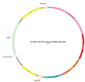 AAV-EF1α-mCherry AAV Vector – Fluorescent reporter – Constitutive – EF1α promoter – mCherry reporter – for Cell labeling / tracing – BHV12401022
