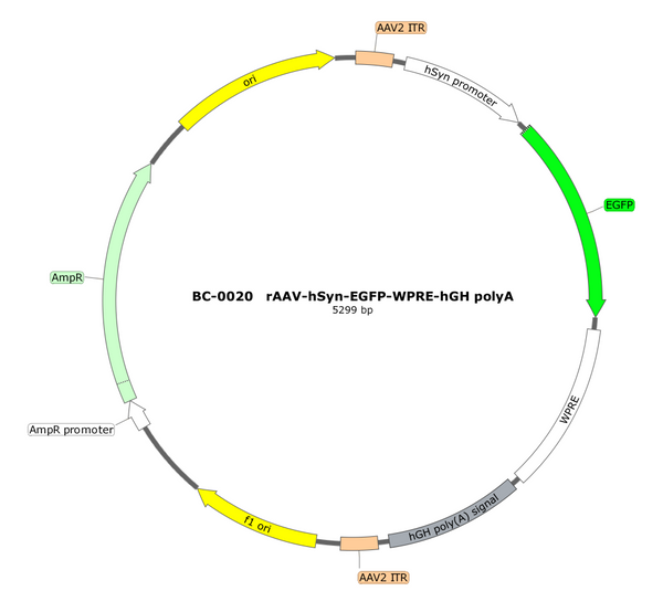 AAV-hSyn-EGFP AAV Vector – Fluorescent reporter – Constitutive – hSyn promoter – EGFP reporter – for Cell labeling / tracing – BHV12401028