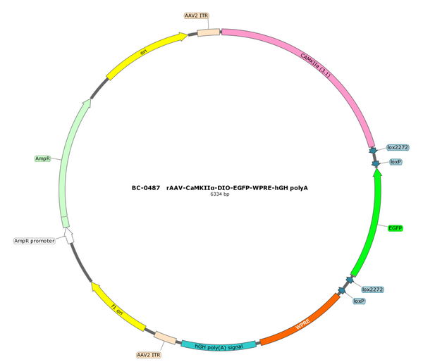 AAV-CaMKIIa-DO-EGFP AAV Vector – Fluorescent reporter – Constitutive – CaMKIIa promoter – EGFP reporter – for Cell labeling / tracing – BHV12401080