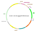 AAV-nEF1a-DIO-EGFP AAV Vector – Norepinephrine sensor – Cre-dependent – nEF1a promoter – EGFP reporter – for Norepinephrine imaging – BHV12401083