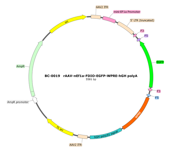 AAV-nEF1a-DIO-EGFP AAV Vector – Norepinephrine sensor – Cre-dependent – nEF1a promoter – EGFP reporter – for Norepinephrine imaging – BHV12401083