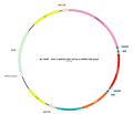 AAV-CaMKIIa-DIO-mCherry AAV Vector – Fluorescent reporter – Cre-dependent – CaMKIIa promoter – mCherry reporter – for Cell labeling / tracing – BHV12401085