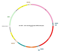 AAV-CAG-DIO-tdTomato AAV Vector – Fluorescent reporter – Cre-dependent – CAG promoter – tdTomato reporter – for Cell labeling / tracing – BHV12401101