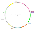 AAV-EF1α-fDIO-EGFP AAV Vector – Fluorescent reporter – Constitutive – EF1α promoter – EGFP reporter – for Cell labeling / tracing – BHV12401106