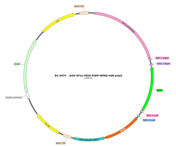 AAV-EF1α-fDIO-EGFP AAV Vector – Fluorescent reporter – Constitutive – EF1α promoter – EGFP reporter – for Cell labeling / tracing – BHV12401106