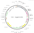 AAV-GfaABC1D-HA AAV Vector – Constitutive – GfaABC1D promoter – BHV12401121
