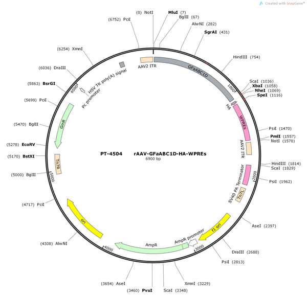 AAV-GfaABC1D-HA AAV Vector – Constitutive – GfaABC1D promoter – BHV12401121