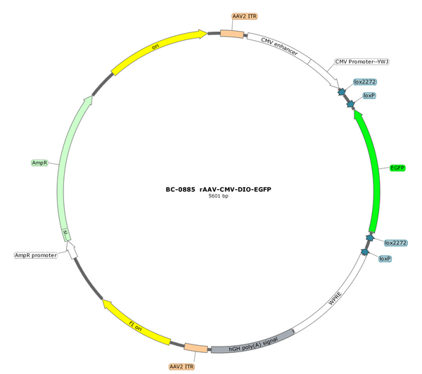 AAV-CMV-DIO-EGFP AAV Vector – Fluorescent reporter – Cre-dependent – CMV promoter – EGFP reporter – for Cell labeling / tracing – BHV12401131