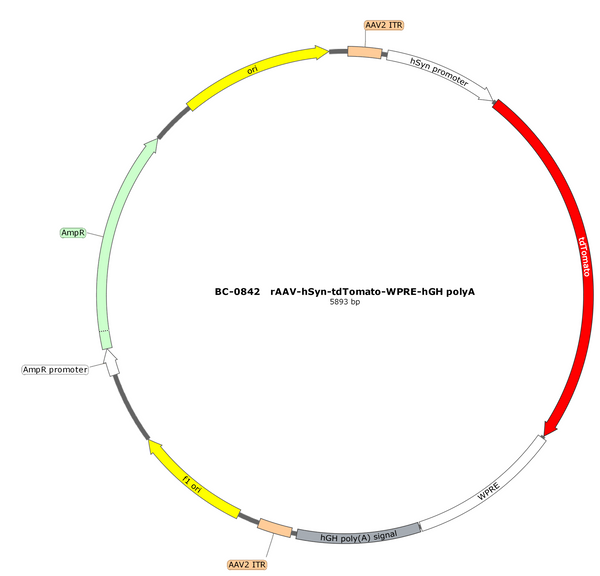 AAV-hSyn-tdTomato AAV Vector – Fluorescent reporter – Constitutive – hSyn promoter – tdTomato reporter – for Cell labeling / tracing – BHV12401135