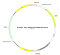 AAV-TRE3G-EYFP AAV Vector – Fluorescent reporter – Constitutive – TRE3G promoter – EYFP reporter – for Cell labeling / tracing – BHV12401140