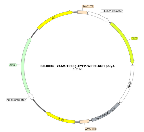 AAV-TRE3G-EYFP AAV Vector – Fluorescent reporter – Constitutive – TRE3G promoter – EYFP reporter – for Cell labeling / tracing – BHV12401140