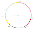 AAV-CAG-DIO-mCherry AAV Vector – Fluorescent reporter – Cre-dependent – CAG promoter – mCherry reporter – for Cell labeling / tracing – BHV12401144