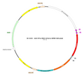 AAV-EF1α-fDIO-mCherry AAV Vector – Fluorescent reporter – Constitutive – EF1α promoter – mCherry reporter – for Cell labeling / tracing – BHV12401147