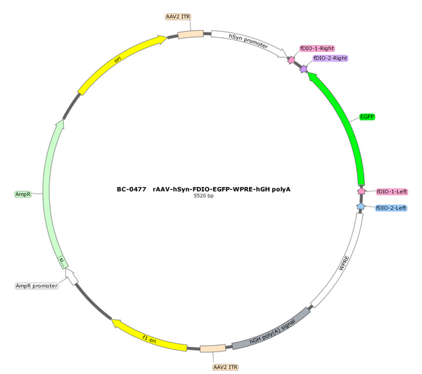 AAV-hSyn-fDIO-EGFP AAV Vector – Fluorescent reporter – Constitutive – hSyn promoter – EGFP reporter – for Cell labeling / tracing – BHV12401148