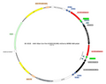 AAV-hSyn-Con/Fon-hChR2(H134R)-mCherry AAV Vector – Optogenetic actuator (opsin) – Intersectional (Cre & Flp) – hSyn promoter – mCherry reporter – for Optogenetics – BHV12401264