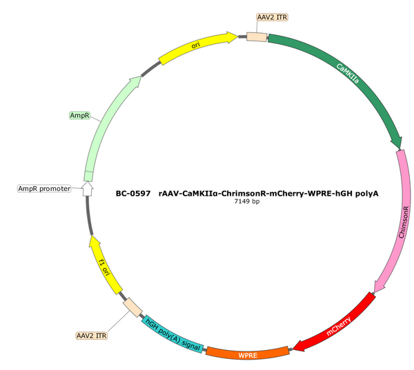 AAV-CaMKIIa-ChrimsonR-mCherry AAV Vector – Optogenetic actuator (opsin) – Constitutive – CaMKIIa promoter – mCherry reporter – for Optogenetics – BHV12401305
